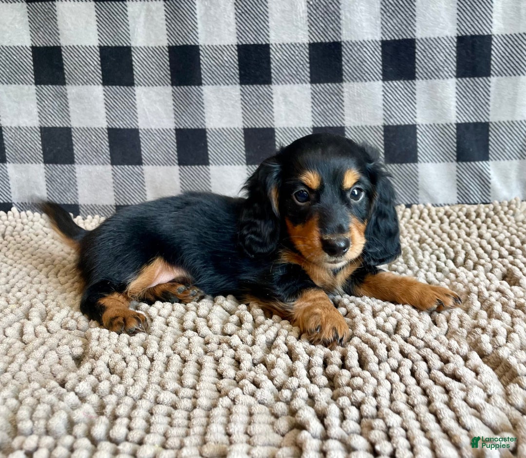 Miniature Dachshund dogs for sale: Nelson - Image 6