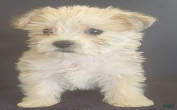 Cavalier King Charles Spaniel dogs for sale: Petey - Image 1