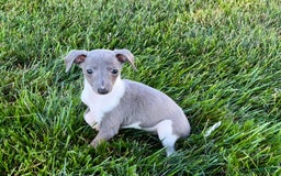 Italian Greyhound dogs for sale: Heidi - Image 8