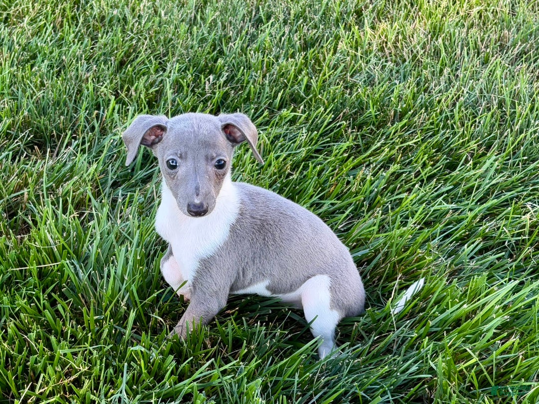 Italian Greyhound dogs for sale: Heidi - Image 8