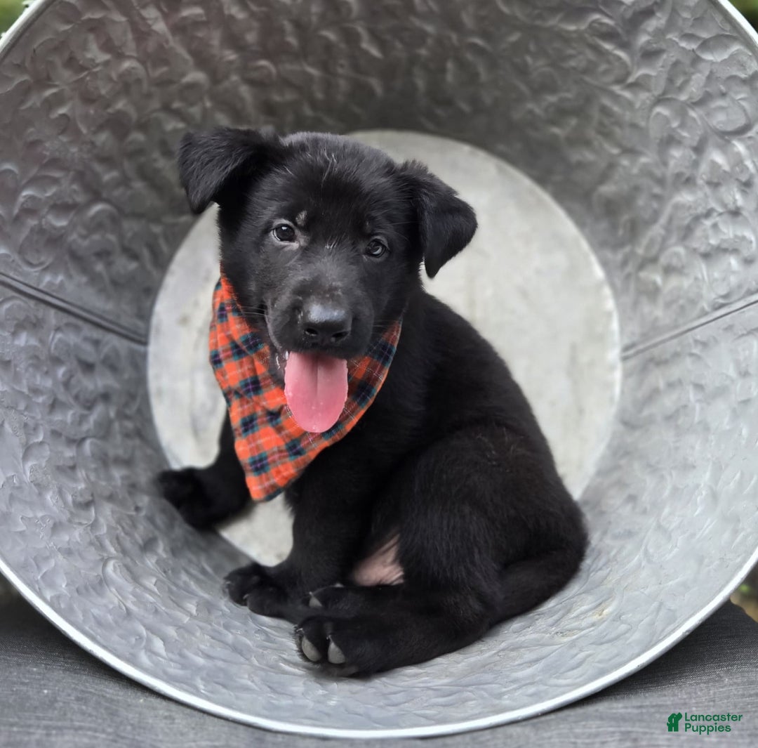 German Shepherd dogs for sale: Rowdy - Image 3