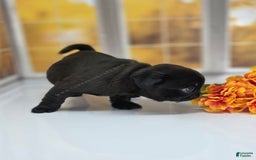 Pug dogs for sale: Runt - Champion Lines - Image 16