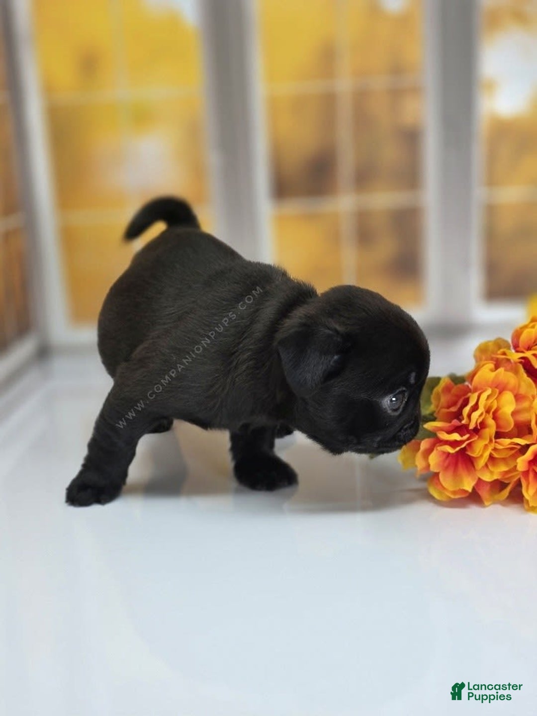 Pug dogs for sale: Runt - Champion Lines - Image 16