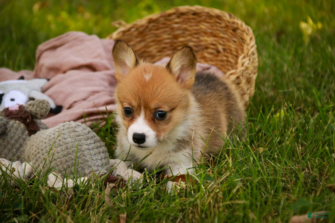 Welsh Corgi Pembroke dogs for sale: Macaroon - Image 3