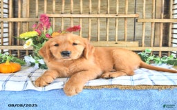 Golden Retriever dogs for sale: Golden Retriever 11 puppies - Image 42