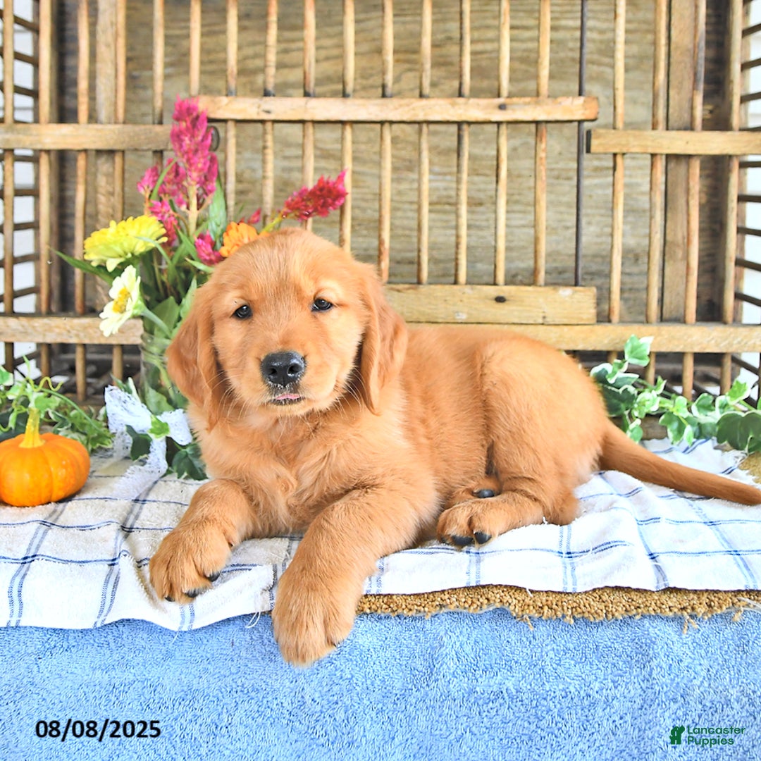 Golden Retriever dogs for sale: Golden Retriever 11 puppies - Image 42