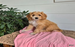 Cockapoo dogs for sale: Dixie - Image 1