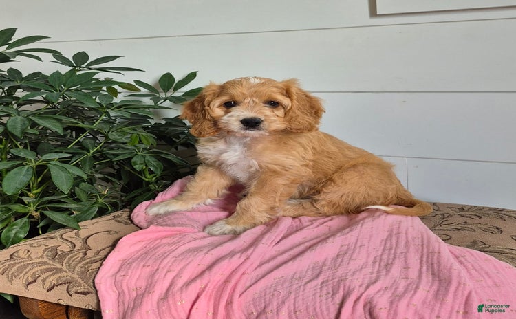 Cockapoo dogs for sale - Ad 5
