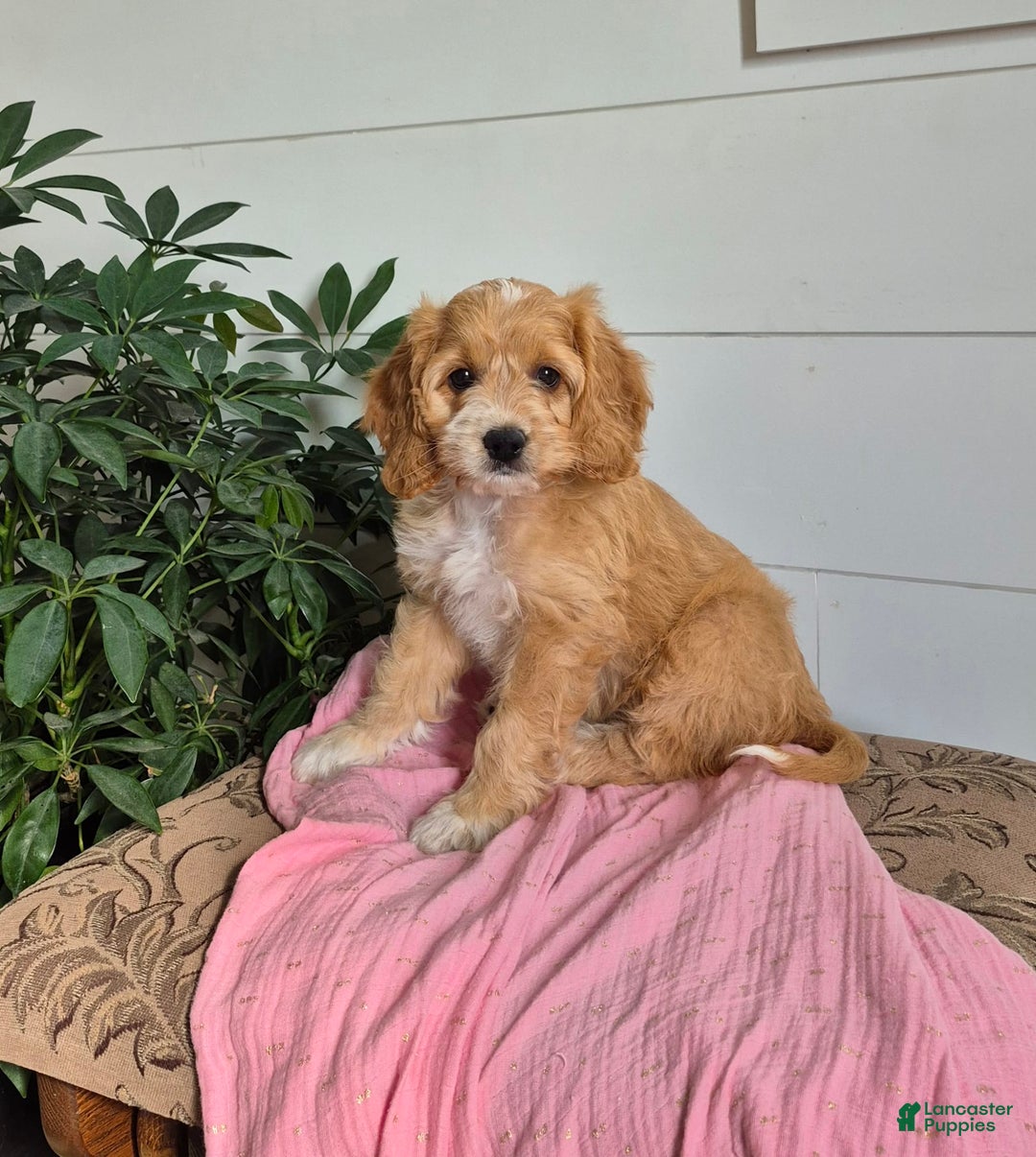 Cockapoo dogs for sale: Dixie - Image 1