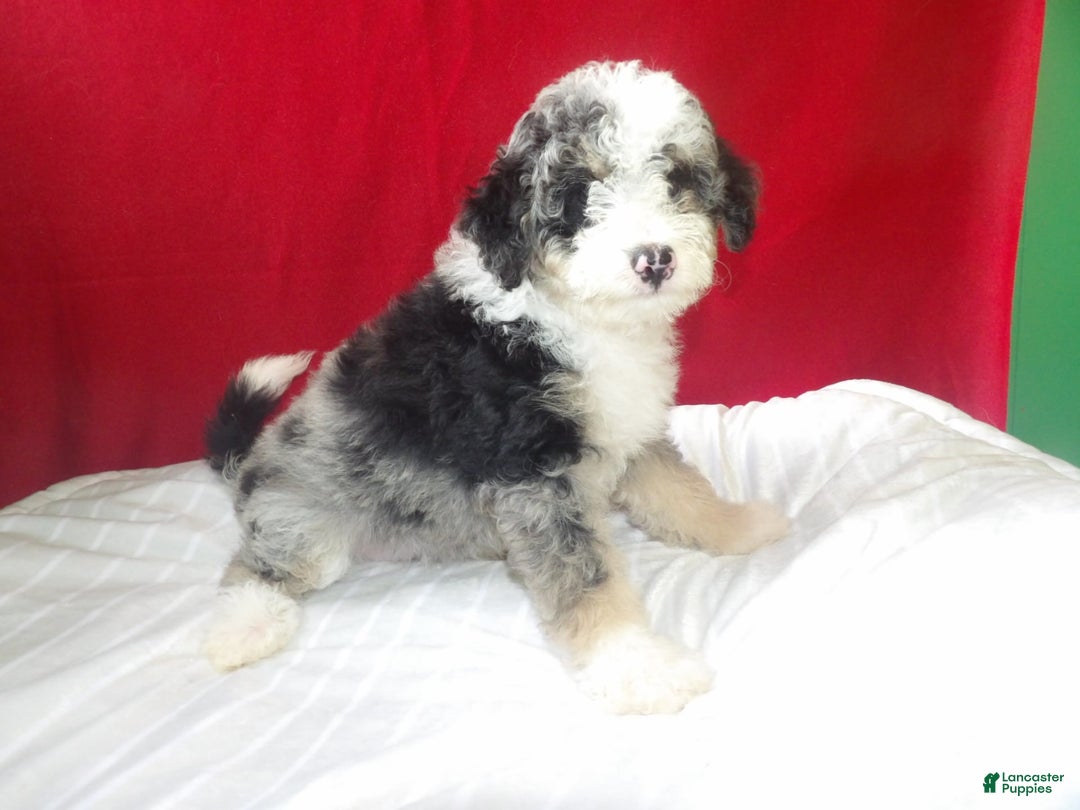 Bernedoodle dogs for sale: Roxy - Image 3