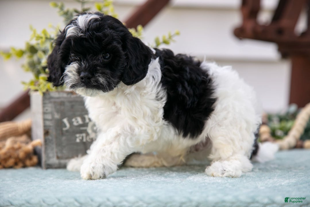 Cavapoo dogs for sale: Cavapoo 5 puppies - Image 5