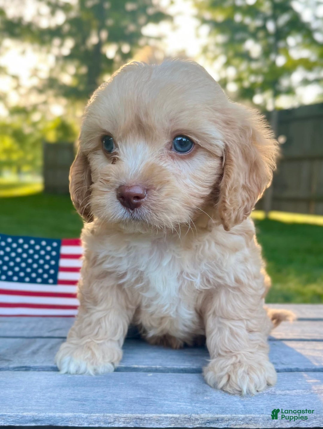 Cavapoo dogs for sale: Leo - Image 2