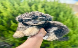 Bichpoo dogs for sale: Cadence - Image 1
