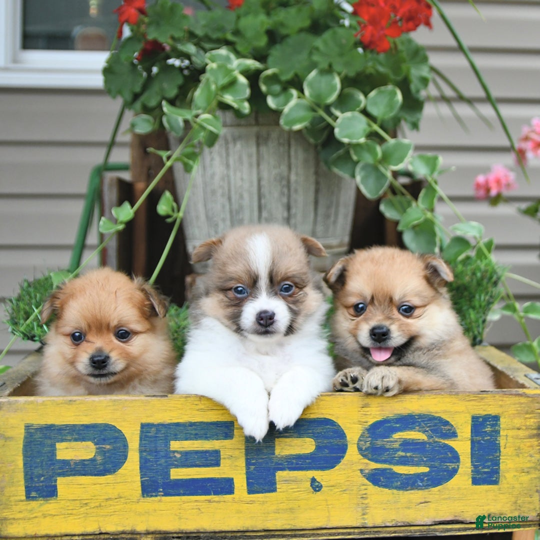 Pomeranian dogs for sale: Carson - Image 4