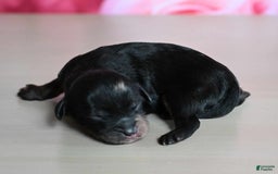Shihpoo dogs for sale: Cane - Image 1