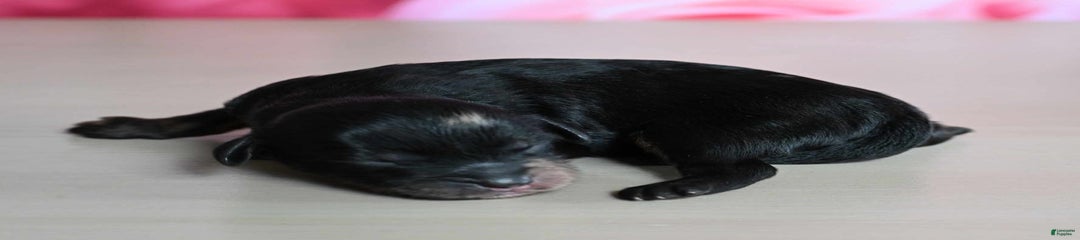 Cane