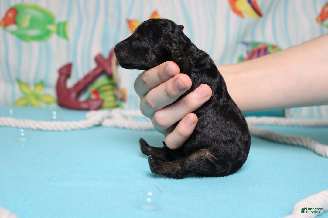 Mini Bernedoodle dogs for sale: Mike - Image 6