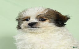 Bichon Frise dogs for sale: Malibu - Image 7