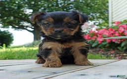 Yorkshire Terrier dogs for sale: Brynne - Image 8