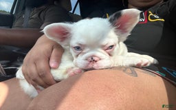 French Bulldog dogs for sale: Tommie Egan - Image 1