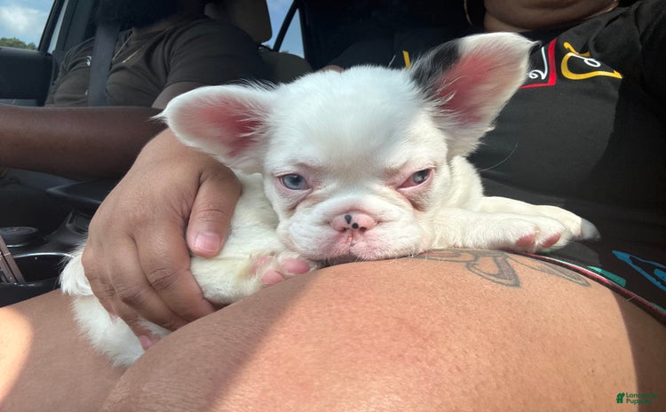 French Bulldog dogs for sale - Ad 1