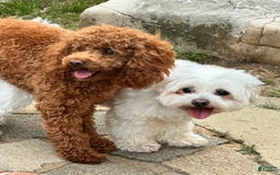 Maltipoo dogs for sale: Carl - Image 5