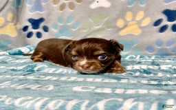 Chihuahua dogs for sale: Theodore Chocolate Lc - Image 7