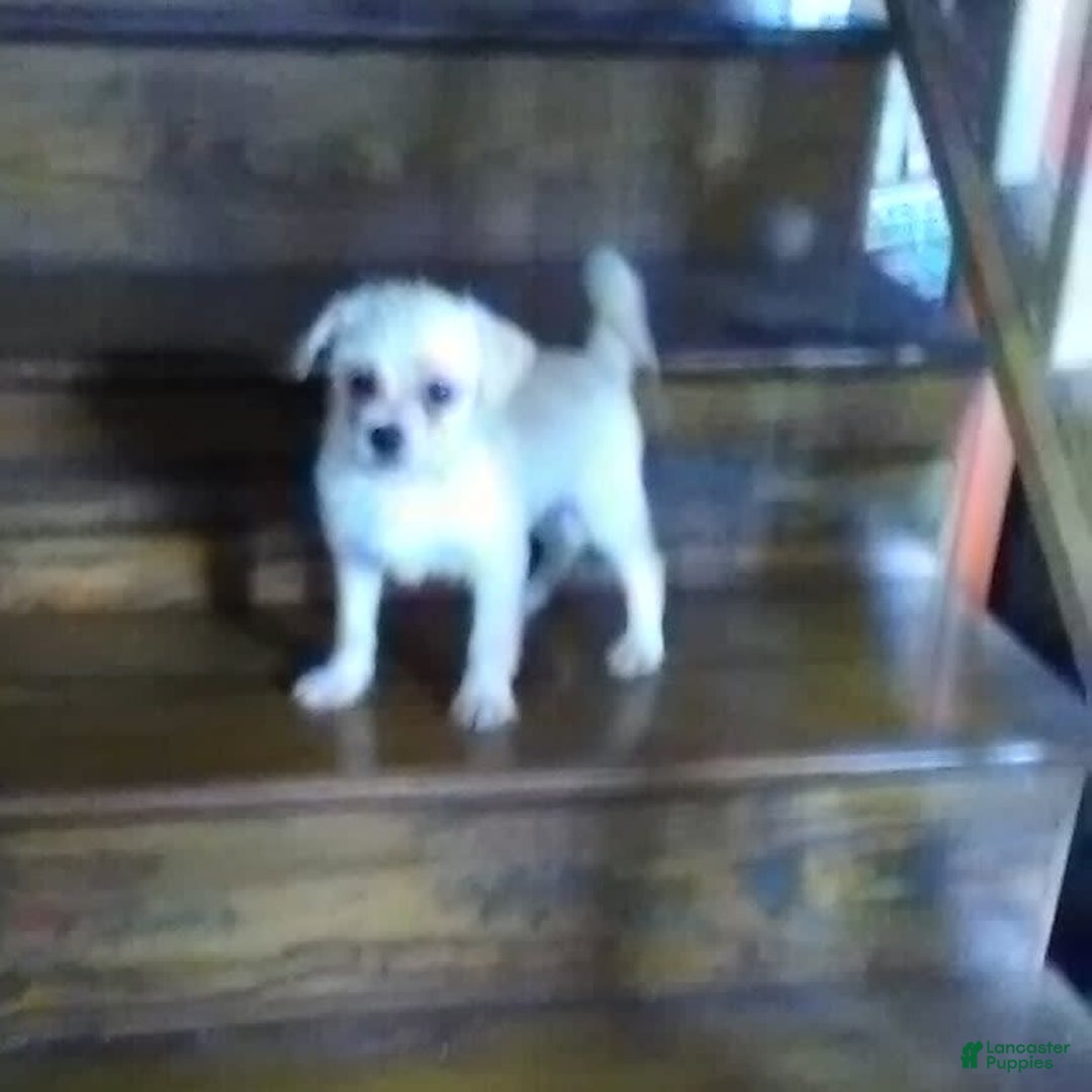 Chihuahua dogs for sale: Chip - Image 9