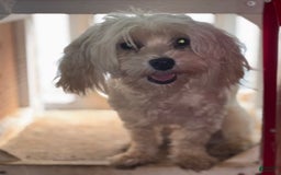 Maltese dogs for sale: Peaches - Image 4