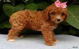 Cavapoo dogs for sale: Missy - Image 4