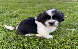 Shih Tzu dogs for sale: Oreo Aca - Image 8