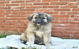 Anatolian Shepherd dogs for sale: Pearl - Image 1