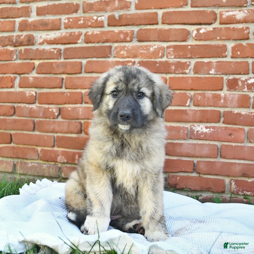 Anatolian Shepherd dogs for sale: Pearl - Image 1