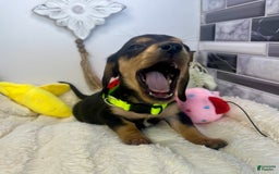 Miniature Dachshund dogs for sale: James - Image 1