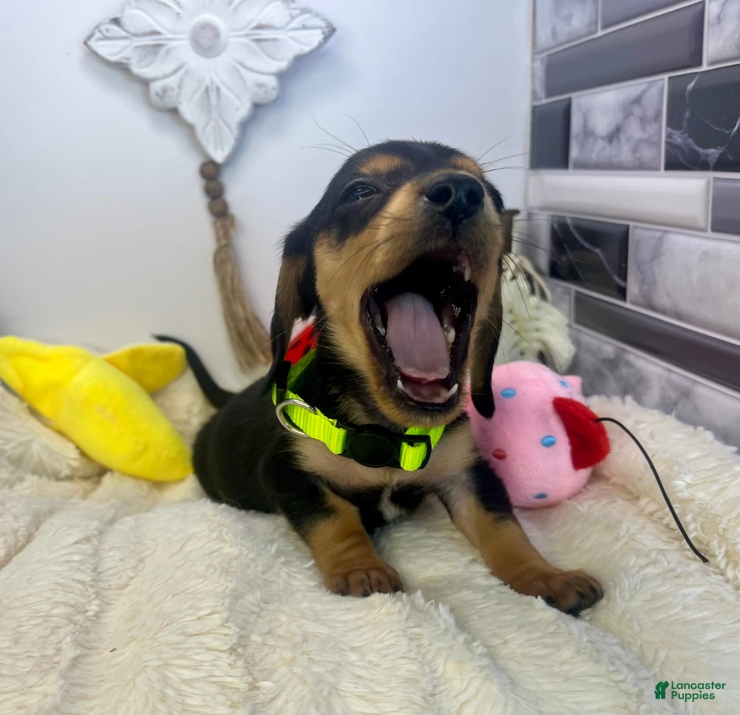 Miniature Dachshund dogs for sale: James - Image 1