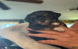 Yorkiepoo dogs for sale: Teacup Casey - Image 9
