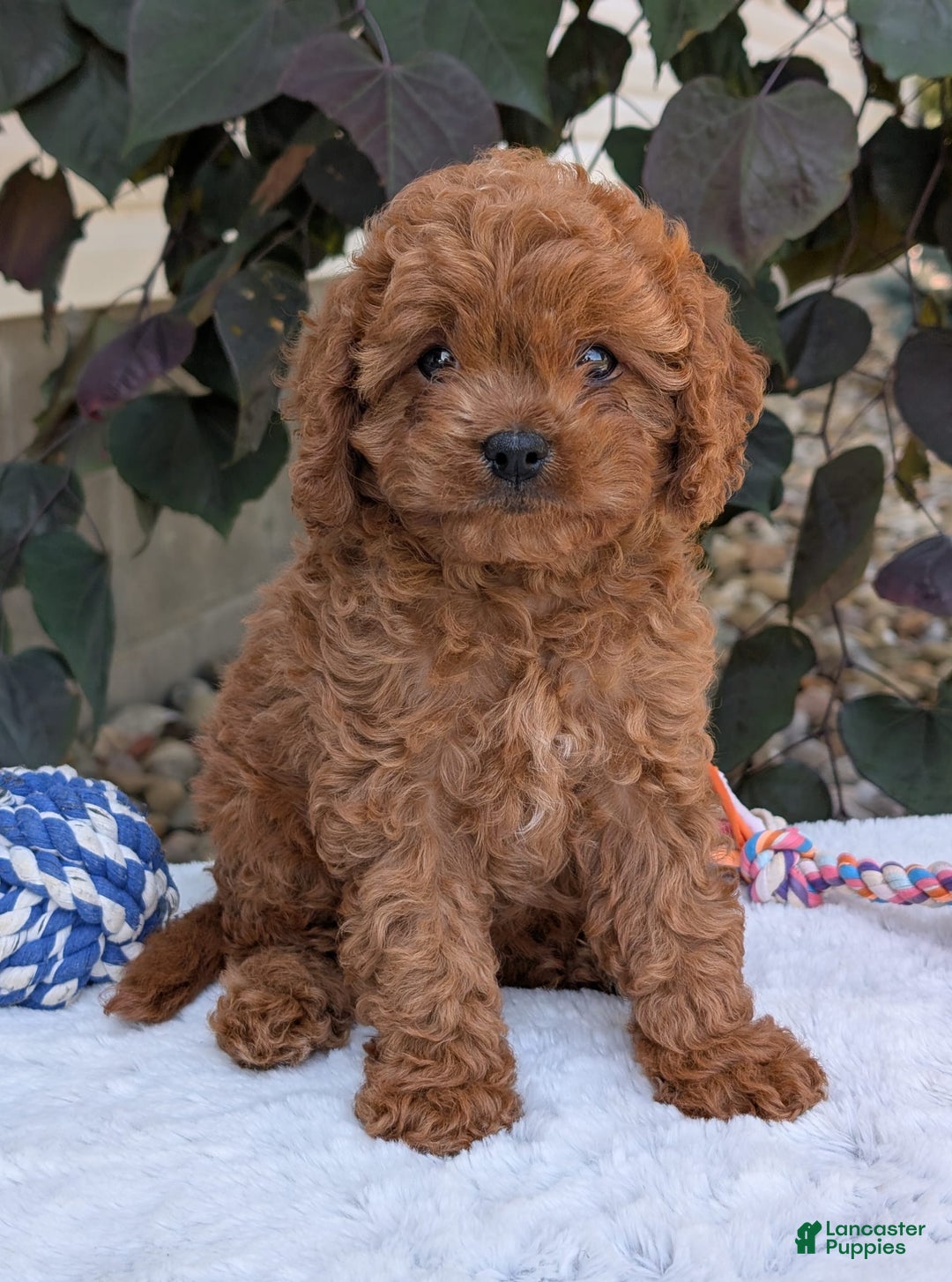 Cavapoo dogs for sale: Ginger - Image 6
