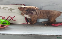 Olde English Bulldogge dogs for sale: Choco - Image 4