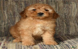 Mini Goldendoodle dogs for sale: Amber - Image 1