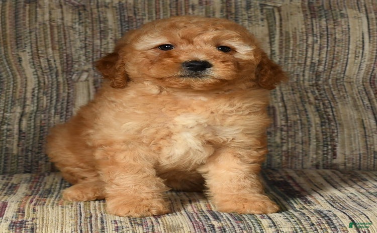 Mini Goldendoodle dogs for sale - Ad 2