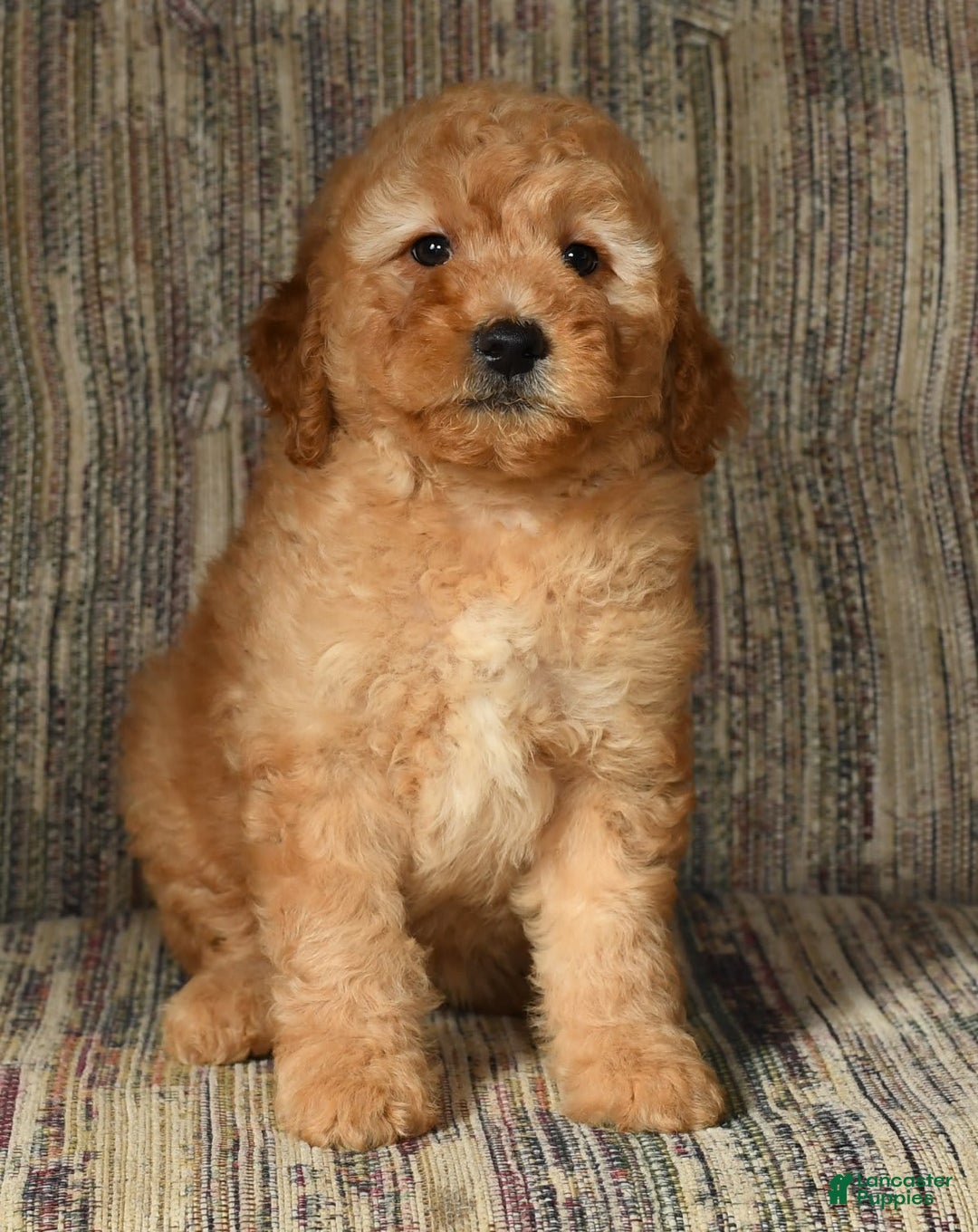 Mini Goldendoodle dogs for sale: Amber - Image 1