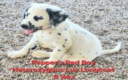 Dalmatian dogs for sale: Peppers Red Boy - Image 5
