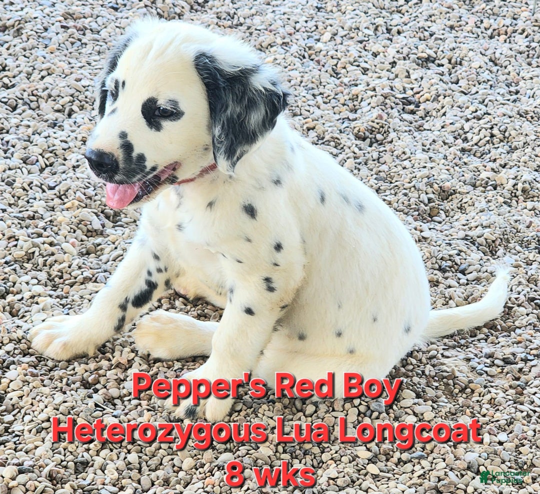 Dalmatian dogs for sale: Peppers Red Boy - Image 5