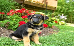 German Shepherd dogs for sale: Bella - Image 2