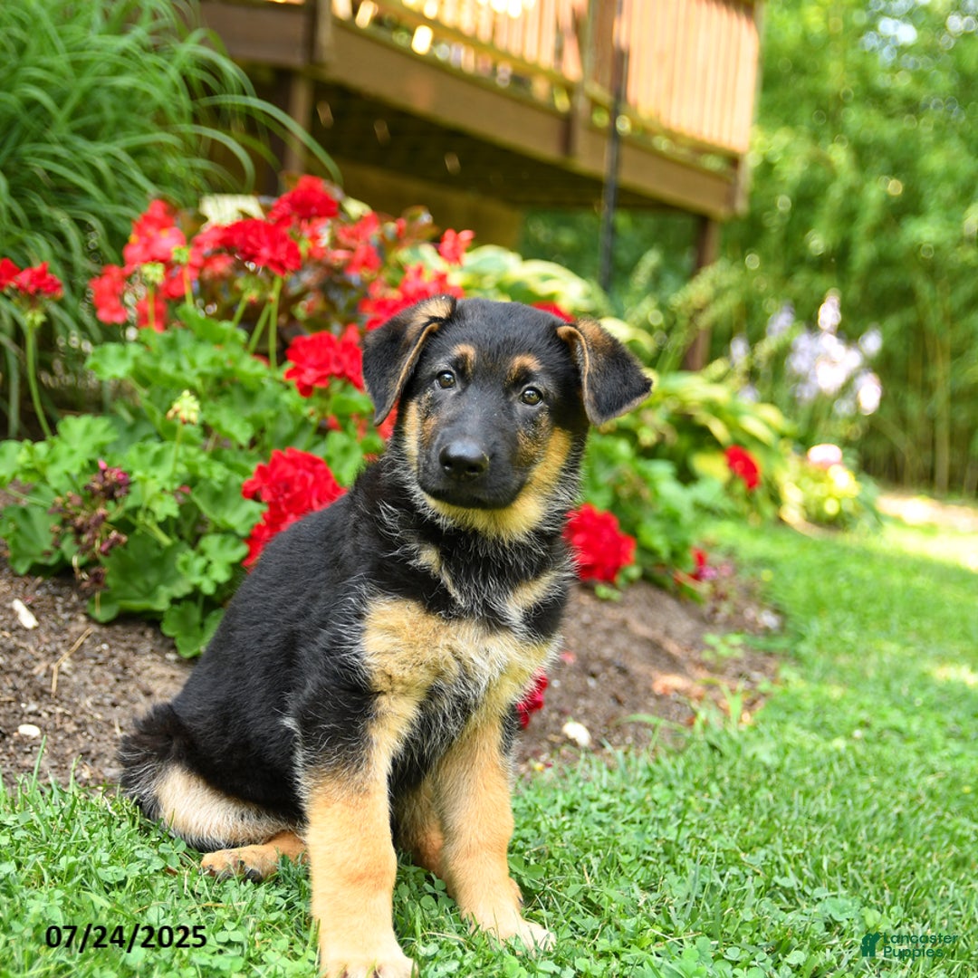 German Shepherd dogs for sale: Bella - Image 2
