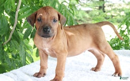 Rhodesian Ridgeback dogs for sale: Greg - Image 11