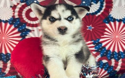 Siberian Husky dogs for sale: Siberian Husky 4 puppies - Image 5