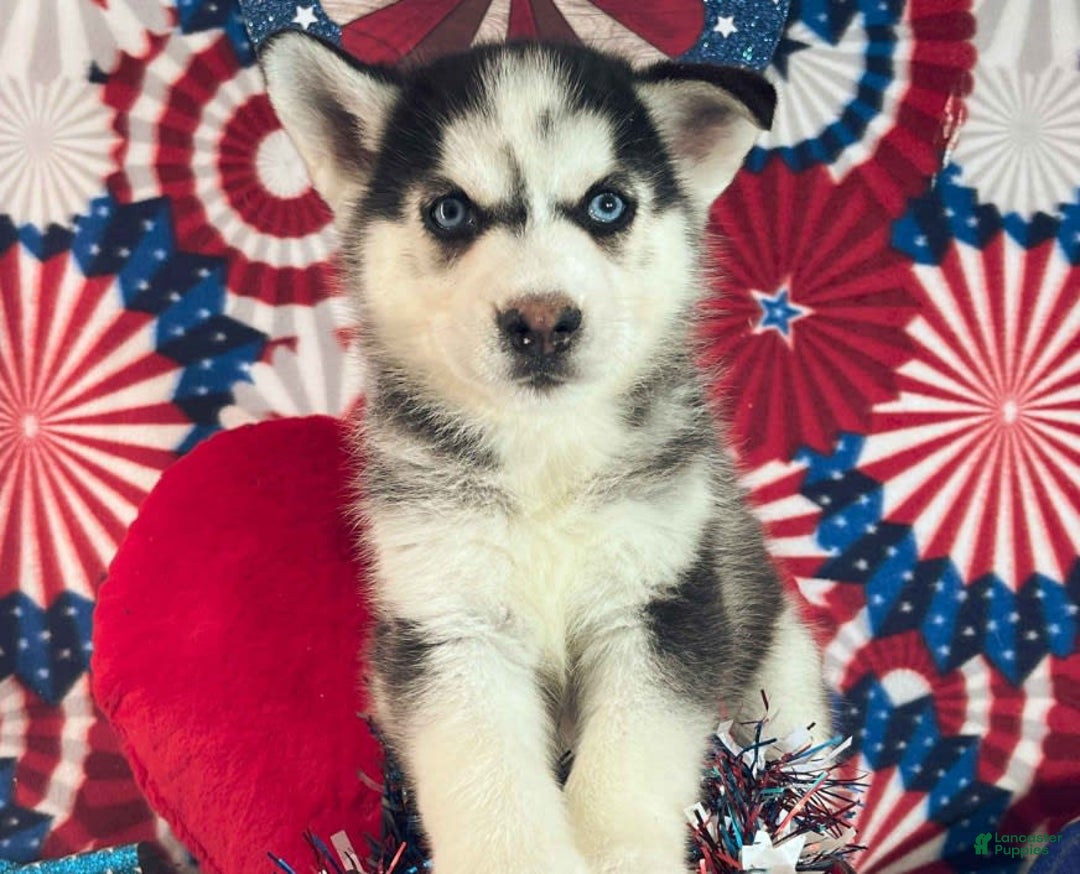 Siberian Husky dogs for sale: Siberian Husky 4 puppies - Image 5