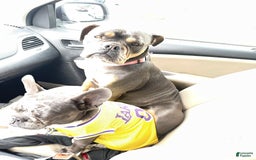 Olde English Bulldogge dogs for sale: Morticia - Image 11