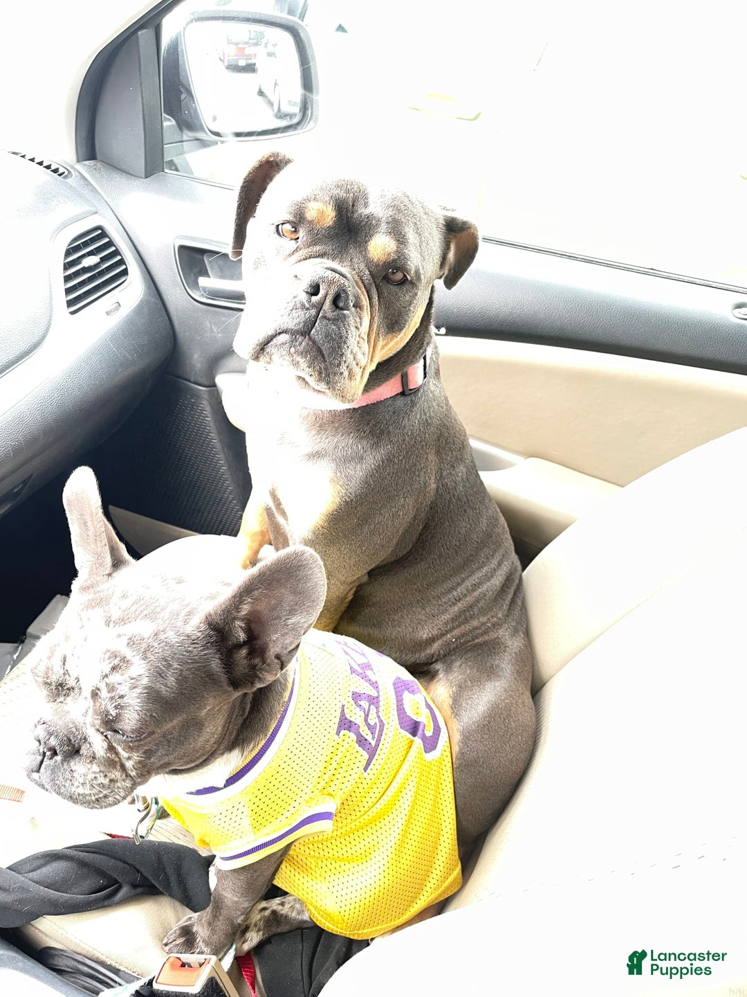 Olde English Bulldogge dogs for sale: Morticia - Image 11